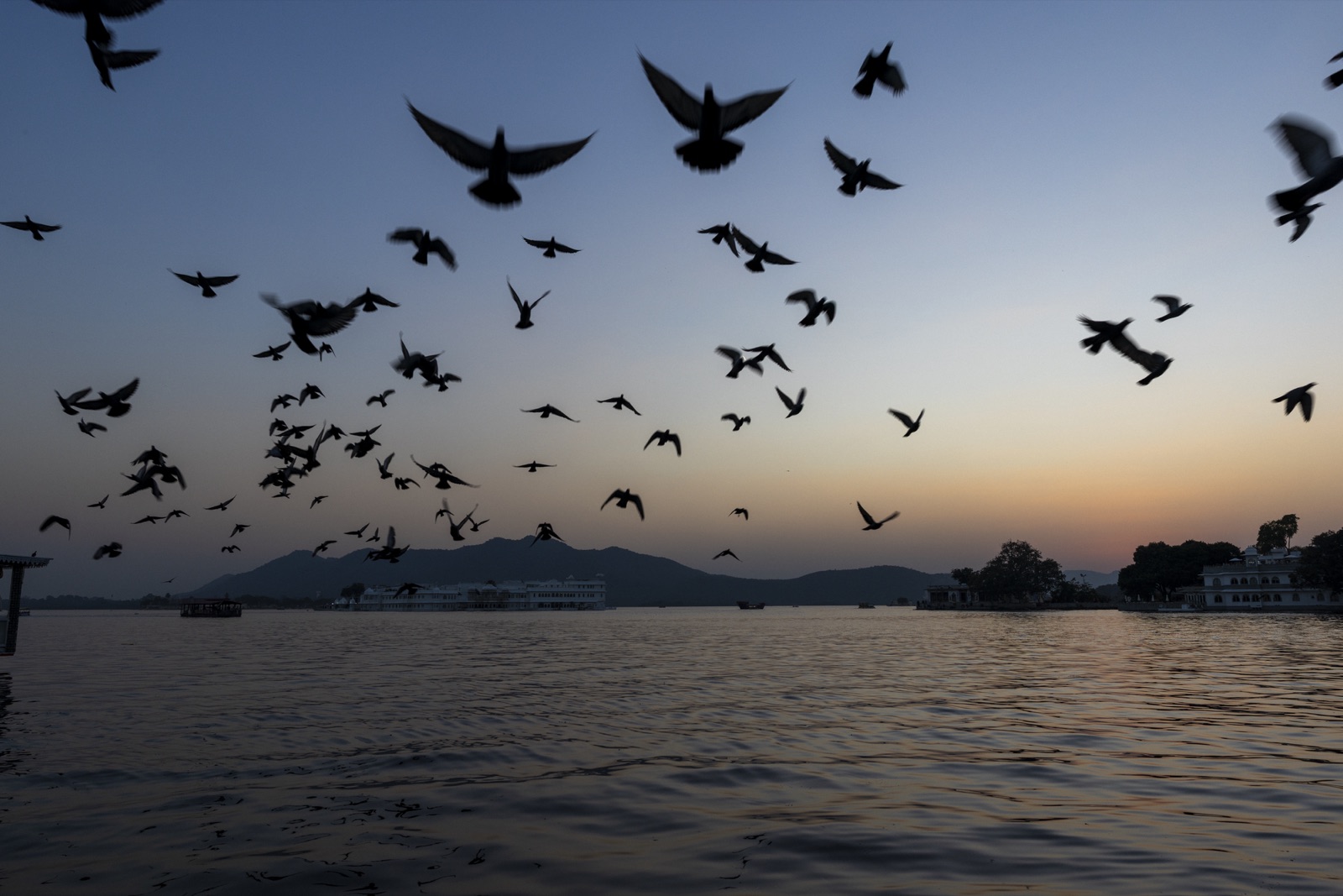 Pigeons at dusk over Lake Pichola, Udaipur